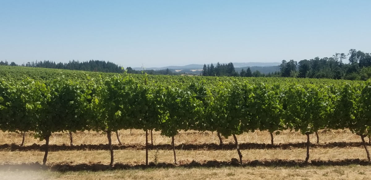 Chateau Bianca Winery