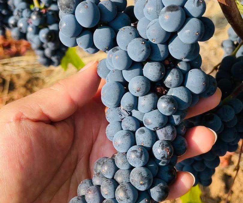 Behind the Scenes During Harvest